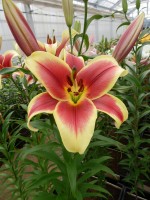 [3158 Flavia World B No02.JPG]